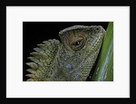 Gonocephalus chamaeleontinus (hump-beaded dragon) by Anonymous