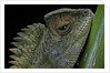 Gonocephalus chamaeleontinus (hump-beaded dragon) by Anonymous