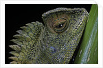 Gonocephalus chamaeleontinus (hump-beaded dragon) by Anonymous
