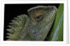Gonocephalus chamaeleontinus (hump-beaded dragon) by Anonymous
