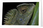 Gonocephalus chamaeleontinus (hump-beaded dragon) by Anonymous