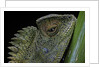 Gonocephalus chamaeleontinus (hump-beaded dragon) by Anonymous