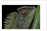 Gonocephalus chamaeleontinus (hump-beaded dragon) by Anonymous