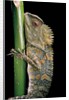Gonocephalus chamaeleontinus (hump-beaded dragon) by Anonymous