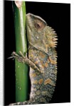 Gonocephalus chamaeleontinus (hump-beaded dragon) by Anonymous