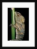 Gonocephalus chamaeleontinus (hump-beaded dragon) by Anonymous