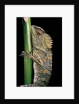 Gonocephalus chamaeleontinus (hump-beaded dragon) by Anonymous