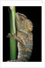 Gonocephalus chamaeleontinus (hump-beaded dragon) by Anonymous