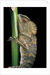 Gonocephalus chamaeleontinus (hump-beaded dragon) by Anonymous