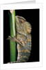 Gonocephalus chamaeleontinus (hump-beaded dragon) by Anonymous