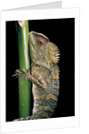 Gonocephalus chamaeleontinus (hump-beaded dragon) by Anonymous