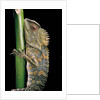 Gonocephalus chamaeleontinus (hump-beaded dragon) by Anonymous