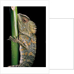 Gonocephalus chamaeleontinus (hump-beaded dragon) by Anonymous