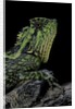 Gonocephalus kuhlii (hump-beaded dragon) by Anonymous