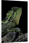 Gonocephalus kuhlii (hump-beaded dragon) by Anonymous