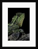 Gonocephalus kuhlii (hump-beaded dragon) by Anonymous