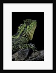Gonocephalus kuhlii (hump-beaded dragon) by Anonymous