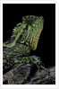 Gonocephalus kuhlii (hump-beaded dragon) by Anonymous