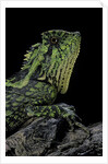 Gonocephalus kuhlii (hump-beaded dragon) by Anonymous