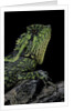 Gonocephalus kuhlii (hump-beaded dragon) by Anonymous