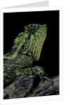 Gonocephalus kuhlii (hump-beaded dragon) by Anonymous