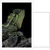 Gonocephalus kuhlii (hump-beaded dragon) by Anonymous