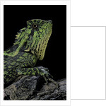 Gonocephalus kuhlii (hump-beaded dragon) by Anonymous