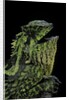 Gonocephalus kuhlii (hump-beaded dragon) by Anonymous