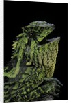 Gonocephalus kuhlii (hump-beaded dragon) by Anonymous