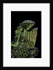 Gonocephalus kuhlii (hump-beaded dragon) by Anonymous