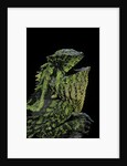 Gonocephalus kuhlii (hump-beaded dragon) by Anonymous