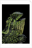 Gonocephalus kuhlii (hump-beaded dragon) by Anonymous