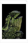 Gonocephalus kuhlii (hump-beaded dragon) by Anonymous