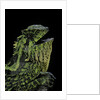 Gonocephalus kuhlii (hump-beaded dragon) by Anonymous