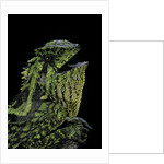 Gonocephalus kuhlii (hump-beaded dragon) by Anonymous