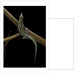 Holaspis guentheri (sawtailed lizard) by Anonymous