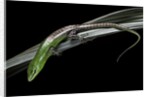 Lamprolepis (Dasia) smaragdina (emerald skink) by Anonymous