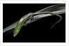 Lamprolepis (Dasia) smaragdina (emerald skink) by Anonymous