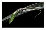 Lamprolepis (Dasia) smaragdina (emerald skink) by Anonymous