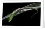Lamprolepis (Dasia) smaragdina (emerald skink) by Anonymous