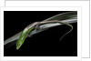 Lamprolepis (Dasia) smaragdina (emerald skink) by Anonymous