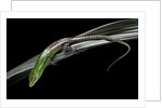 Lamprolepis (Dasia) smaragdina (emerald skink) by Anonymous
