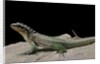 Leiocephalus schreibersi (red-sided curly-tail) by Anonymous