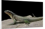 Leiocephalus schreibersi (red-sided curly-tail) by Anonymous