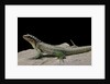 Leiocephalus schreibersi (red-sided curly-tail) by Anonymous