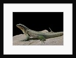 Leiocephalus schreibersi (red-sided curly-tail) by Anonymous