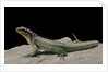 Leiocephalus schreibersi (red-sided curly-tail) by Anonymous