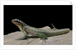 Leiocephalus schreibersi (red-sided curly-tail) by Anonymous
