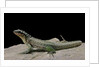 Leiocephalus schreibersi (red-sided curly-tail) by Anonymous