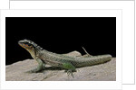 Leiocephalus schreibersi (red-sided curly-tail) by Anonymous
